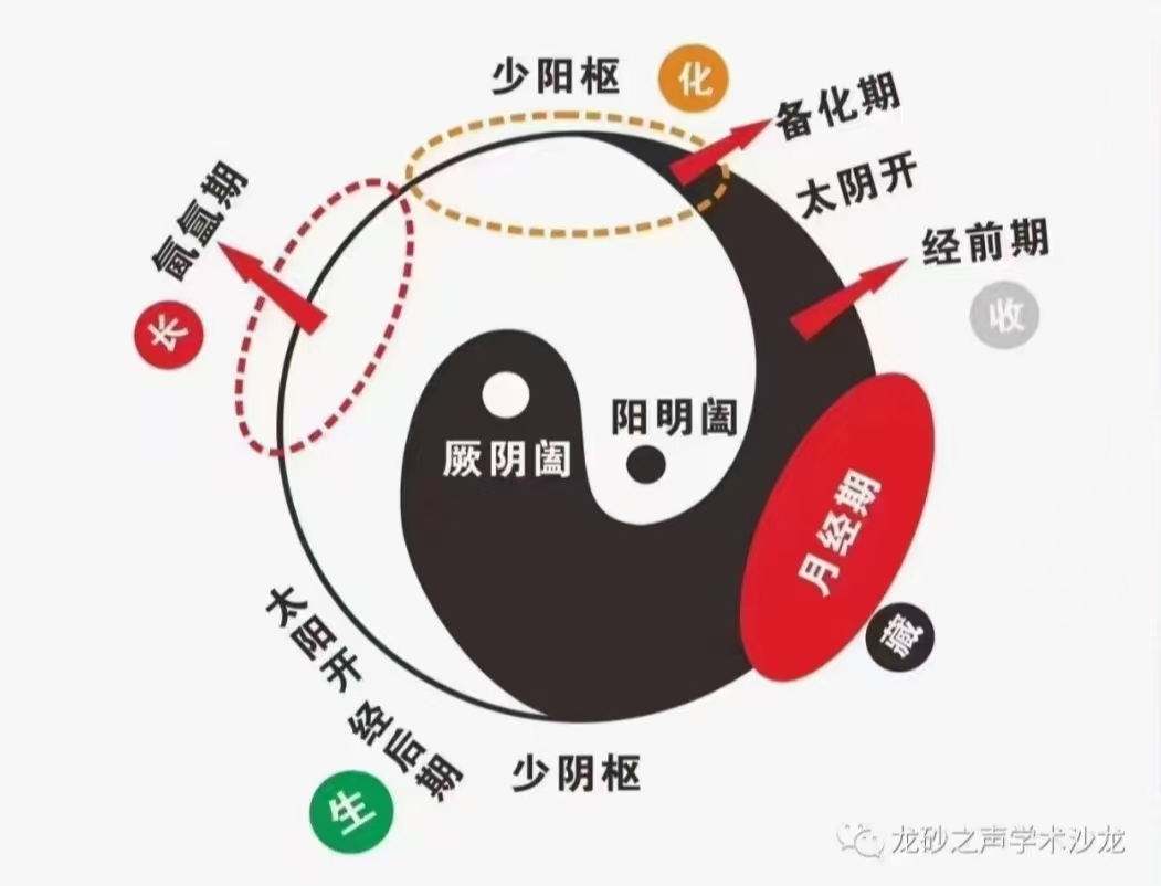 婦科周期圖.jpg